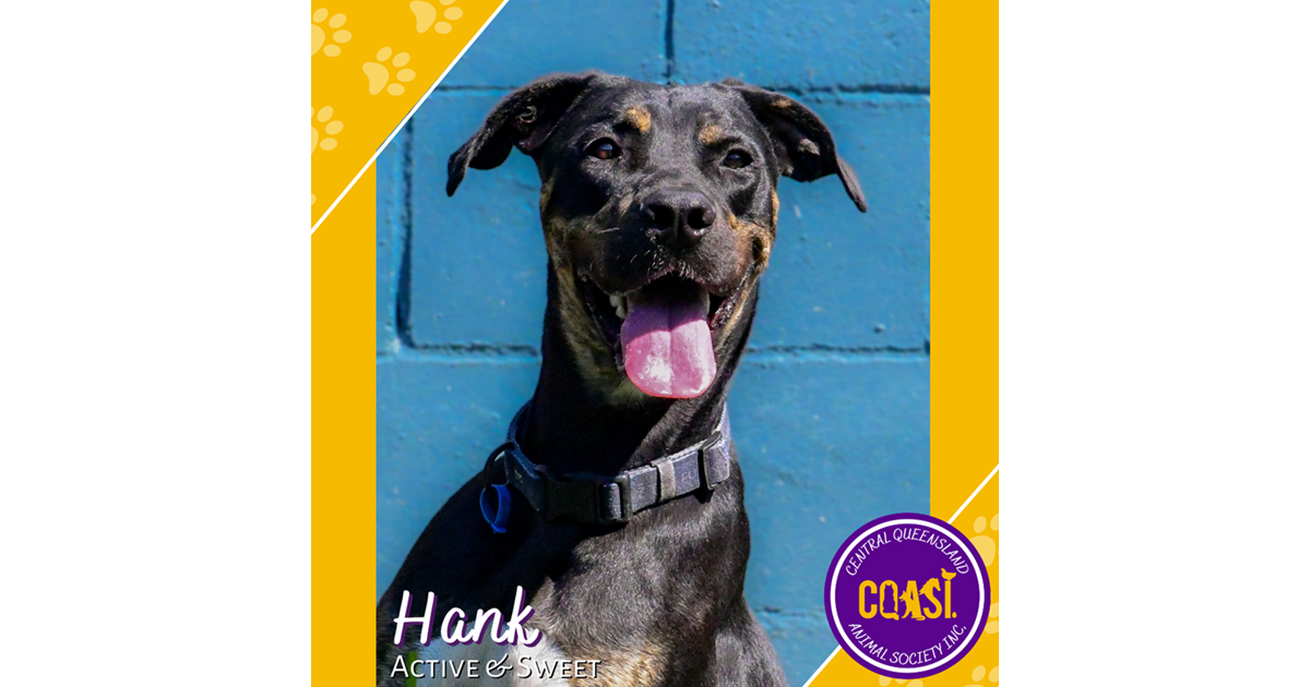 Adopt Hank from north rockhampton QLD AdoptADog