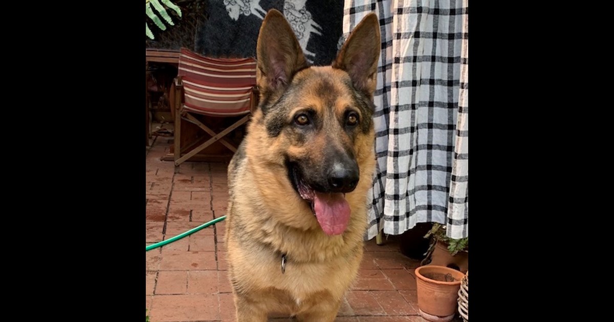 Adopt Ace from Adelaide SA AdoptADog