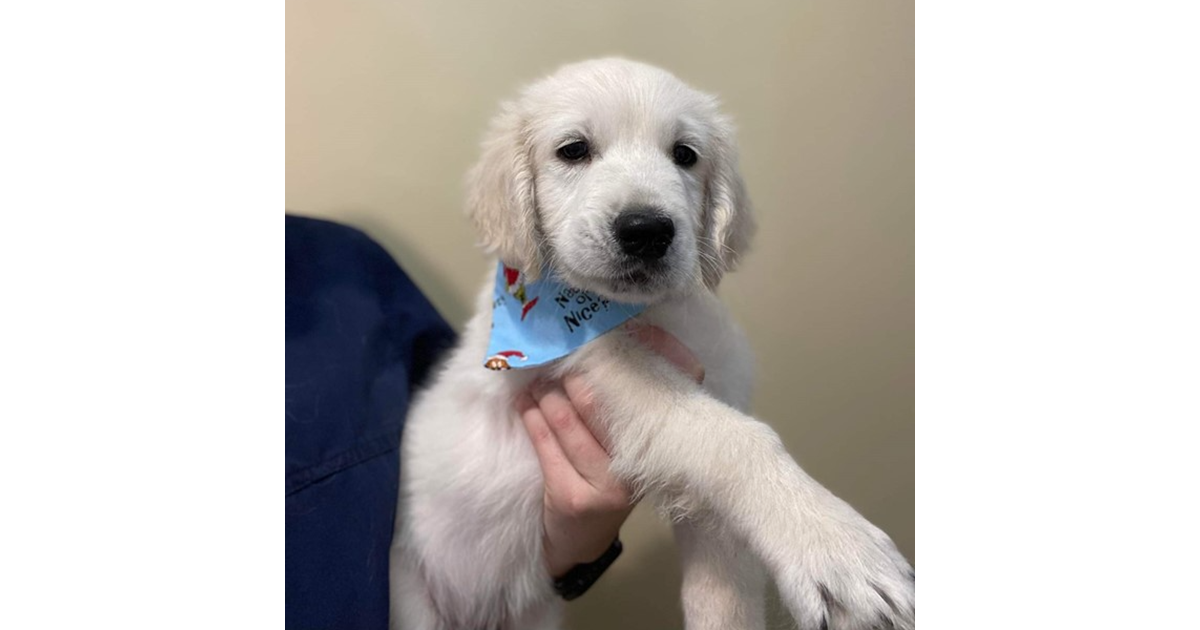 Adopt Benson from Mandurah WA AdoptADog