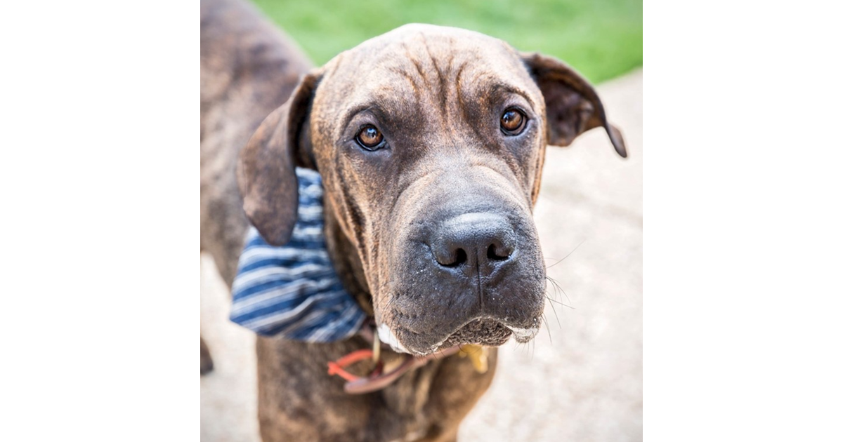 Adopt Budja from Sunshine Coast QLD AdoptADog