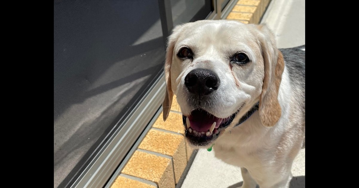 Adopt BJ from Victoria VIC AdoptADog