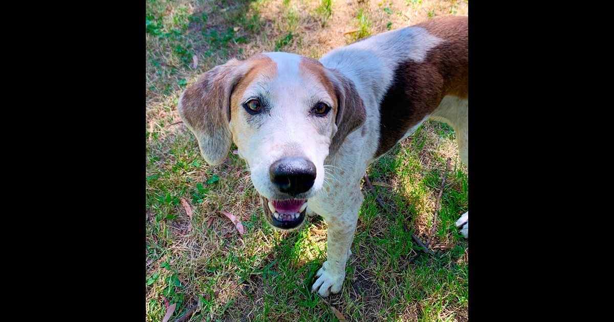 Adopt Tara from Victoria VIC AdoptADog