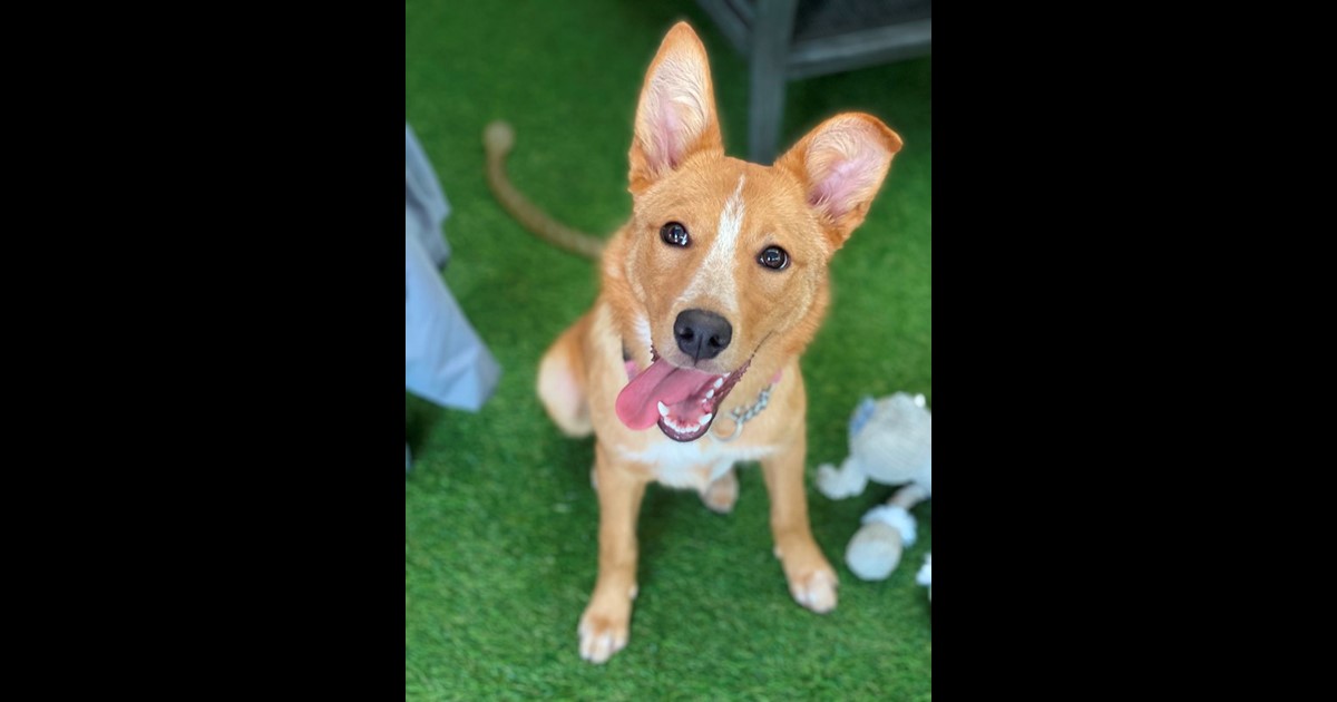 Adopt Bella from Brisbane QLD AdoptADog