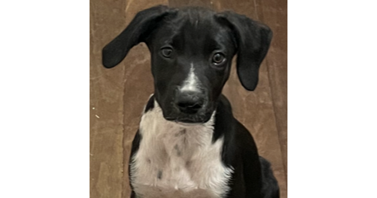 Adopt Moe from Brisbane QLD AdoptADog