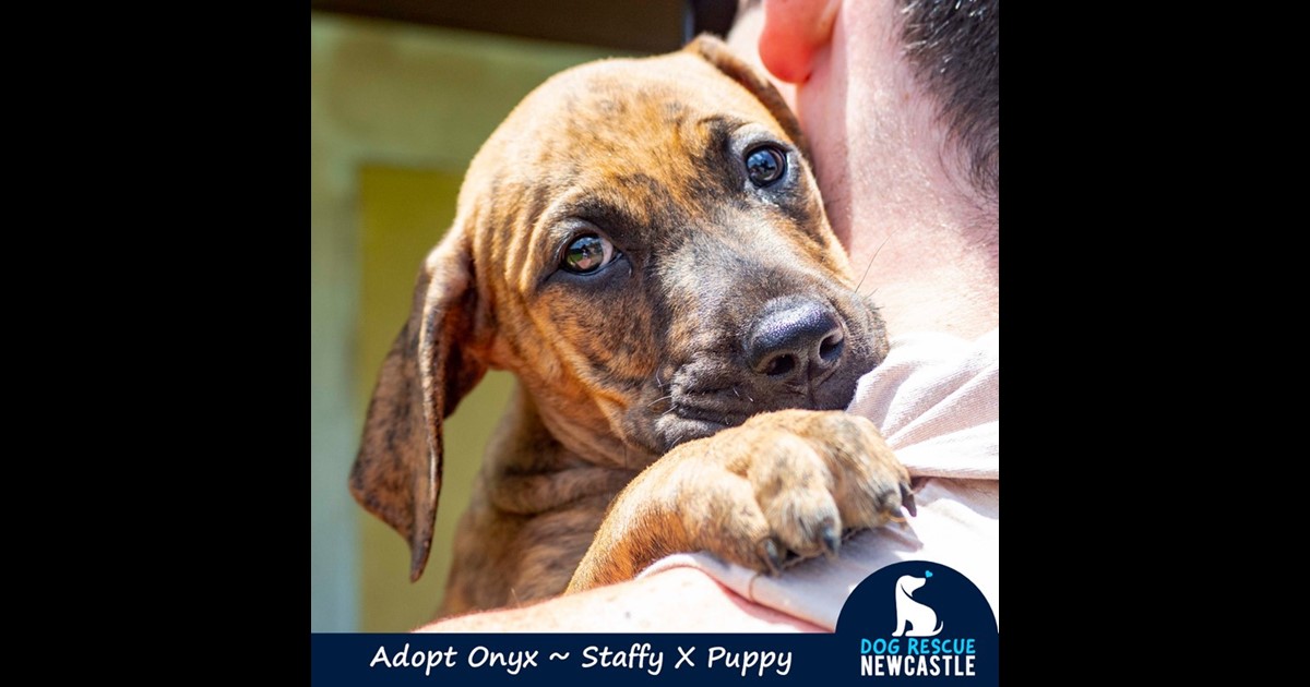 Adopt Onyx from Glendale, NSW, 2285 NSW AdoptADog