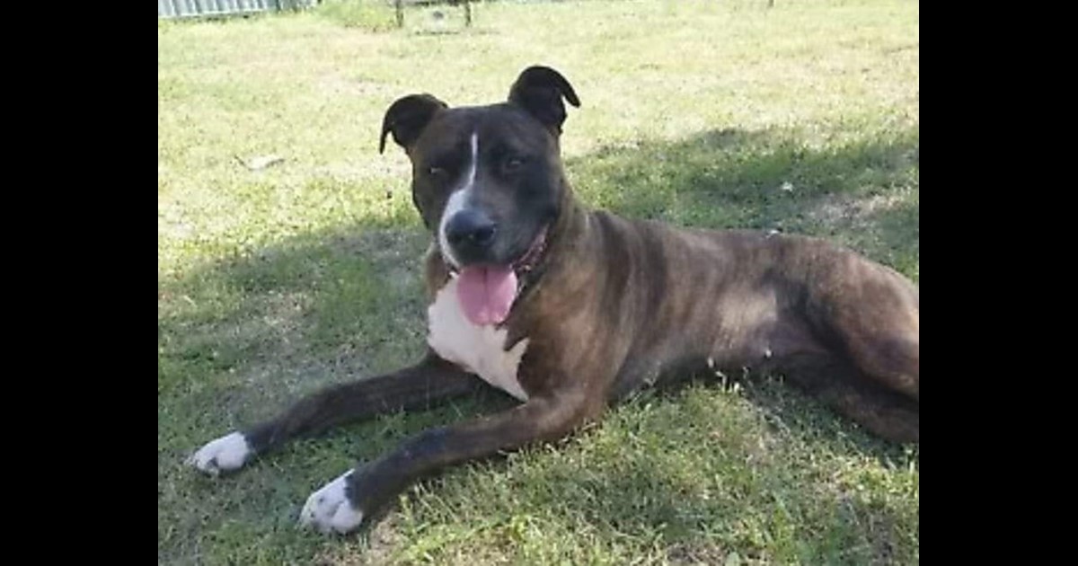 Adopt Keita from Palmyra WA AdoptADog