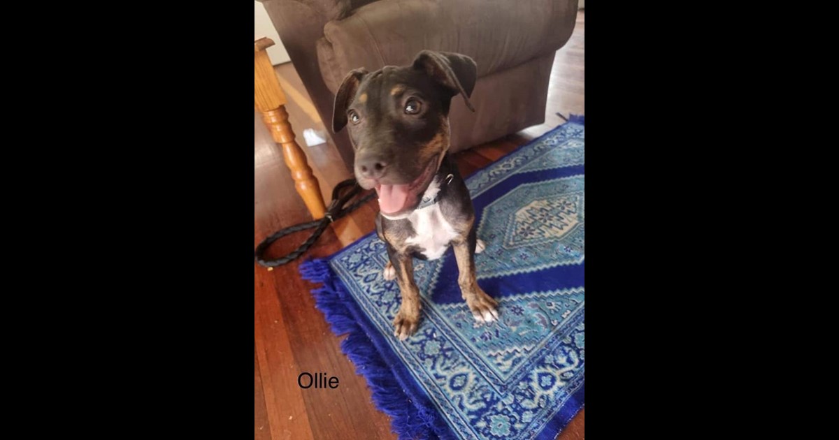 Adopt Ollie from Townsville QLD AdoptADog