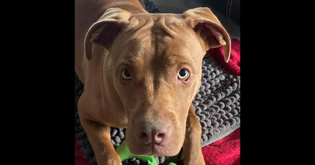 Adopt Poppy from Mackay QLD AdoptADog