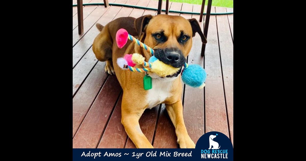 Adopt Amos from Mudgee NSW AdoptADog