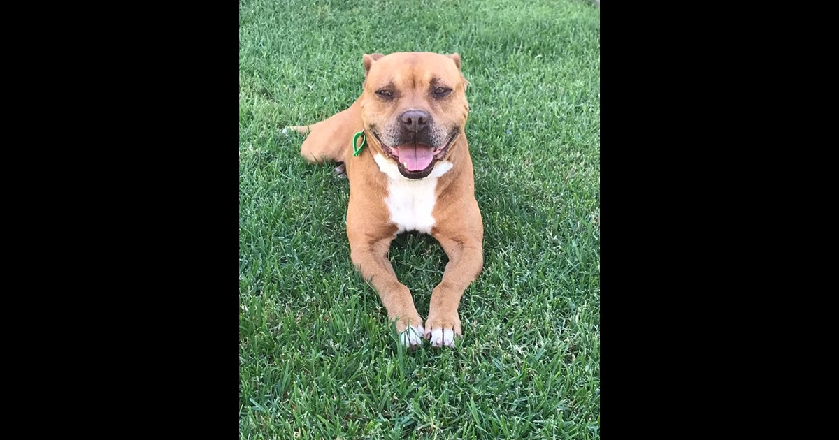 Adopt Leroy from Raymond terrace NSW | Adopt-A-Dog
