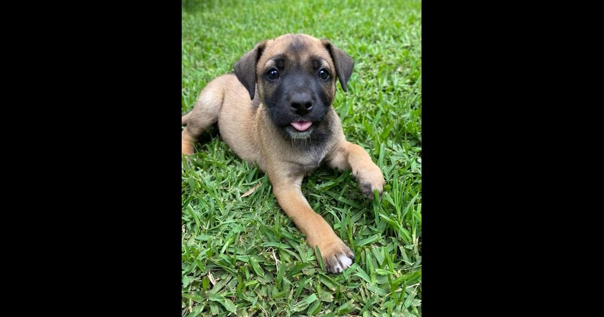 Adopt Jingle from Toowoomba QLD AdoptADog