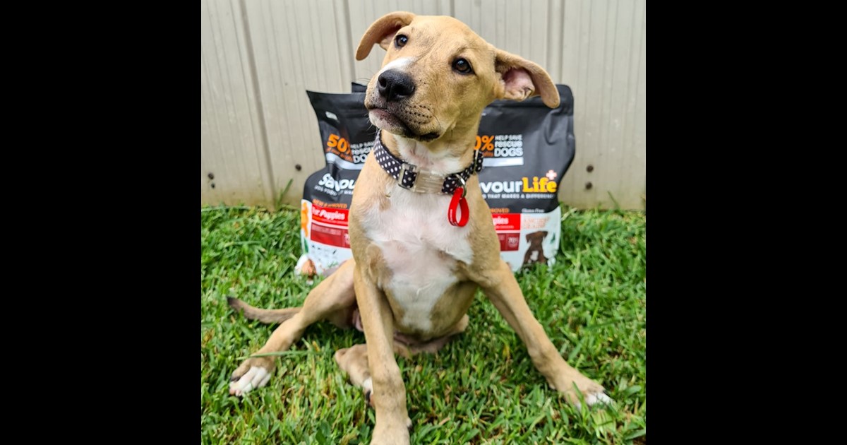 Adopt Tulip from maryland NSW AdoptADog