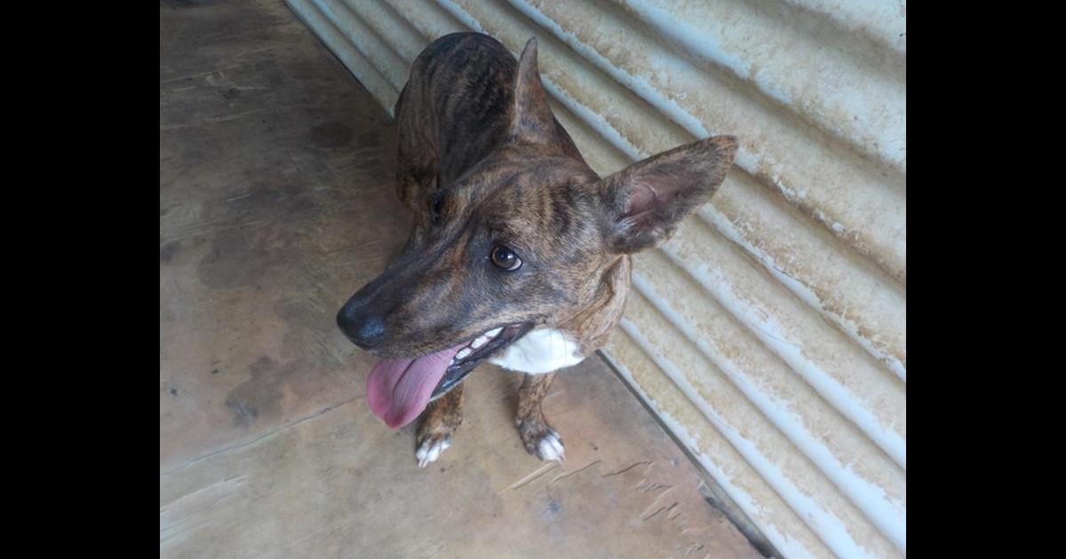 Adopt Lulu from MAREEBA QLD | Adopt-A-Dog