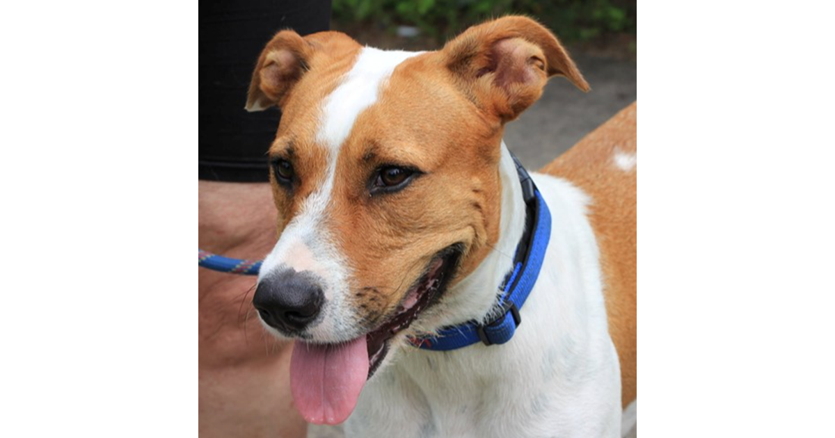 Adopt Dana from Brisbane QLD AdoptADog