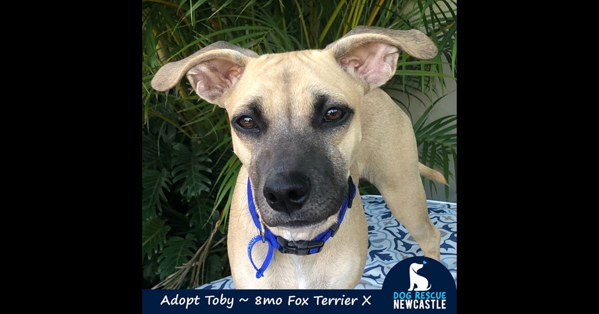 Adopt Toby from Newcastle, NSW, 2300 NSW AdoptADog