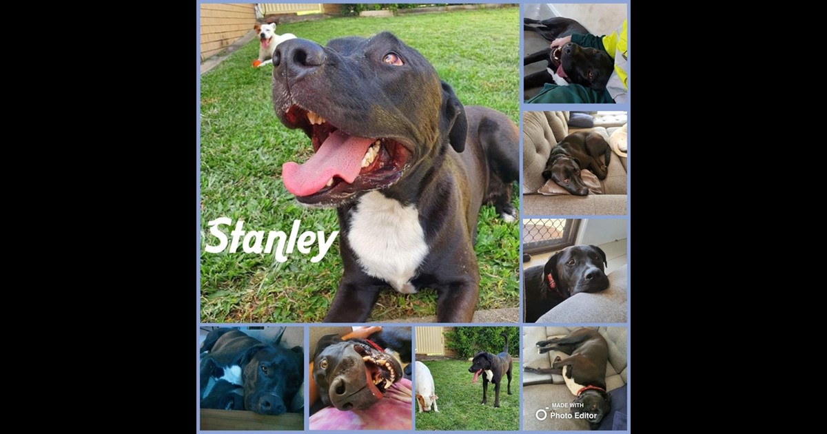 Adopt Stanley from Clinton QLD AdoptADog