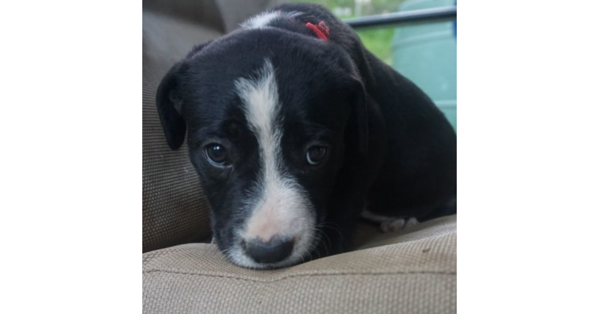 Adopt Rosa from Moonee Beach NSW AdoptADog