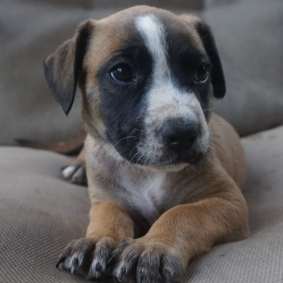 Adopt Tonto from Moonee Beach NSW AdoptADog