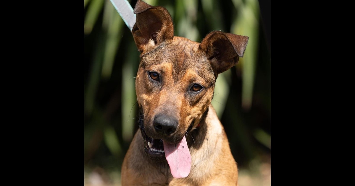 Adopt *Koah* from Whittlesea VIC AdoptADog