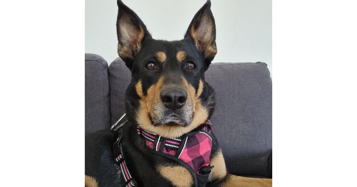 Adopt Marvie from Gawler Belt SA AdoptADog