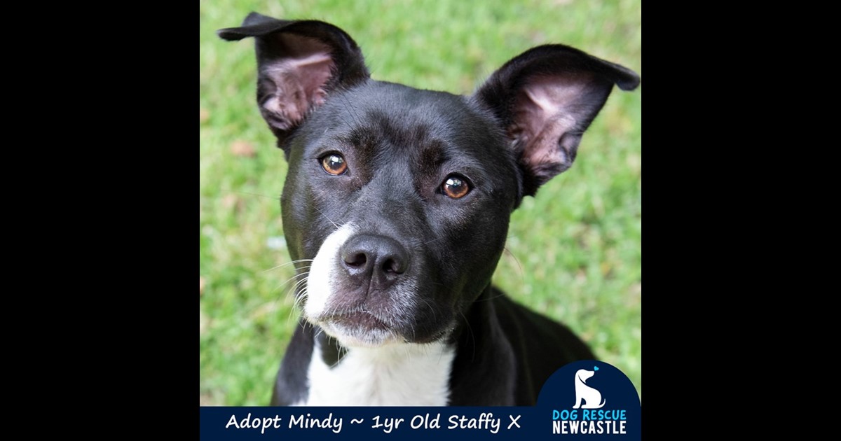 Adopt Mindy from Newcastle, NSW, 2300 NSW AdoptADog