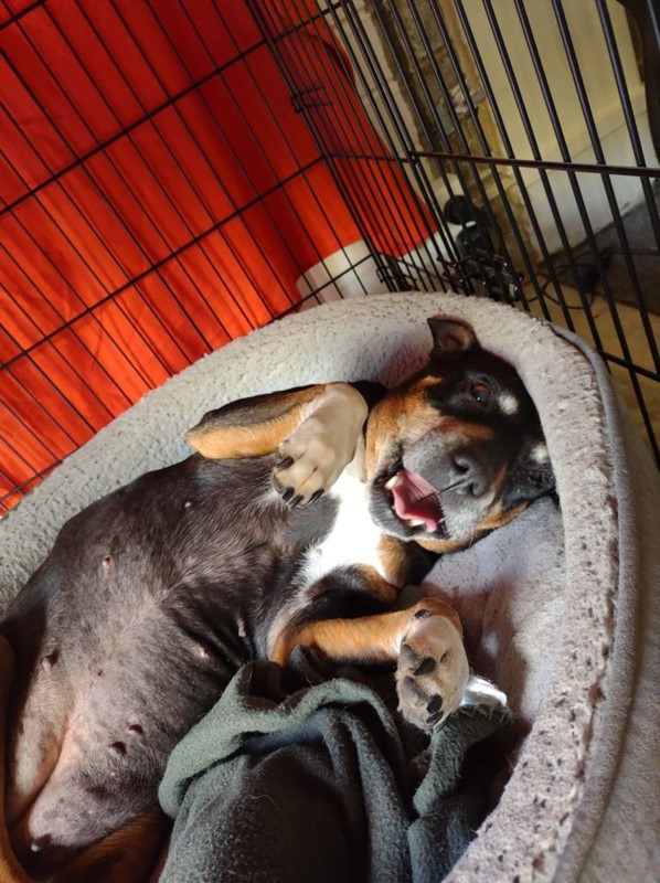 Adopt Bella from Canberra ACT AdoptADog