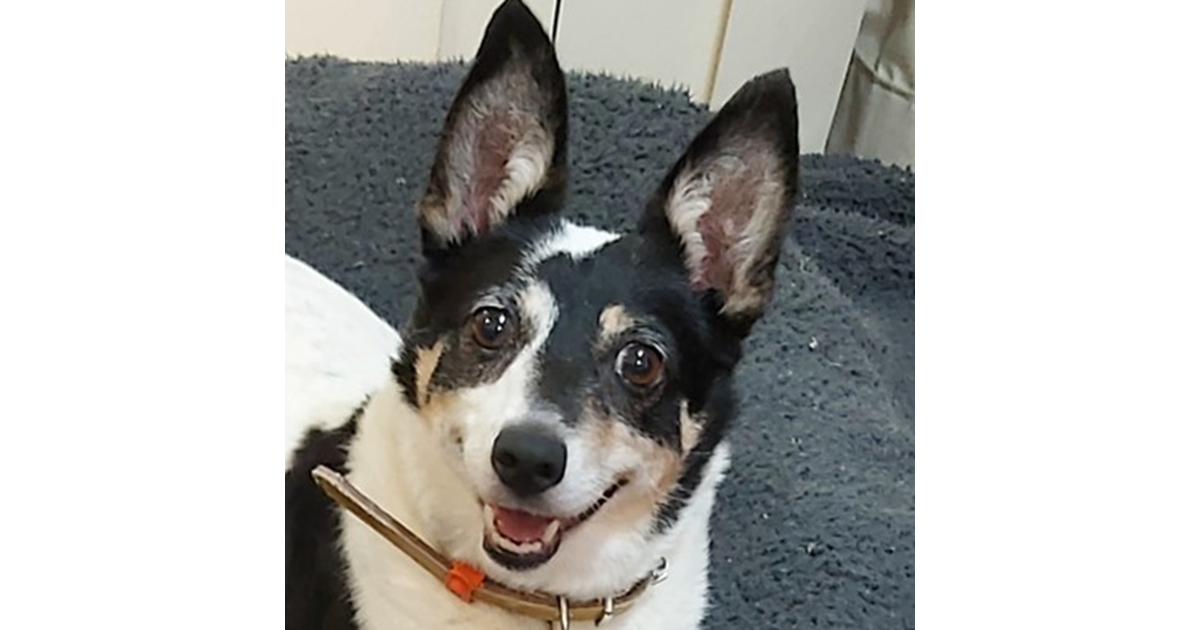 Adopt Cuddles from Toowoomba QLD AdoptADog