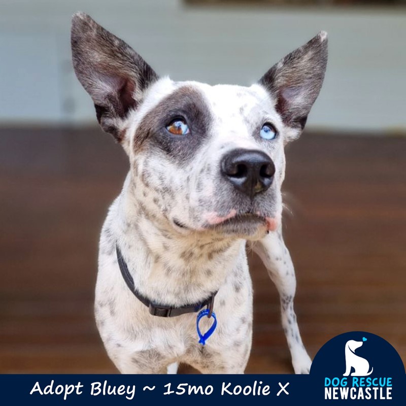Adopt Bluey from Newcastle, NSW, 2300 NSW AdoptADog