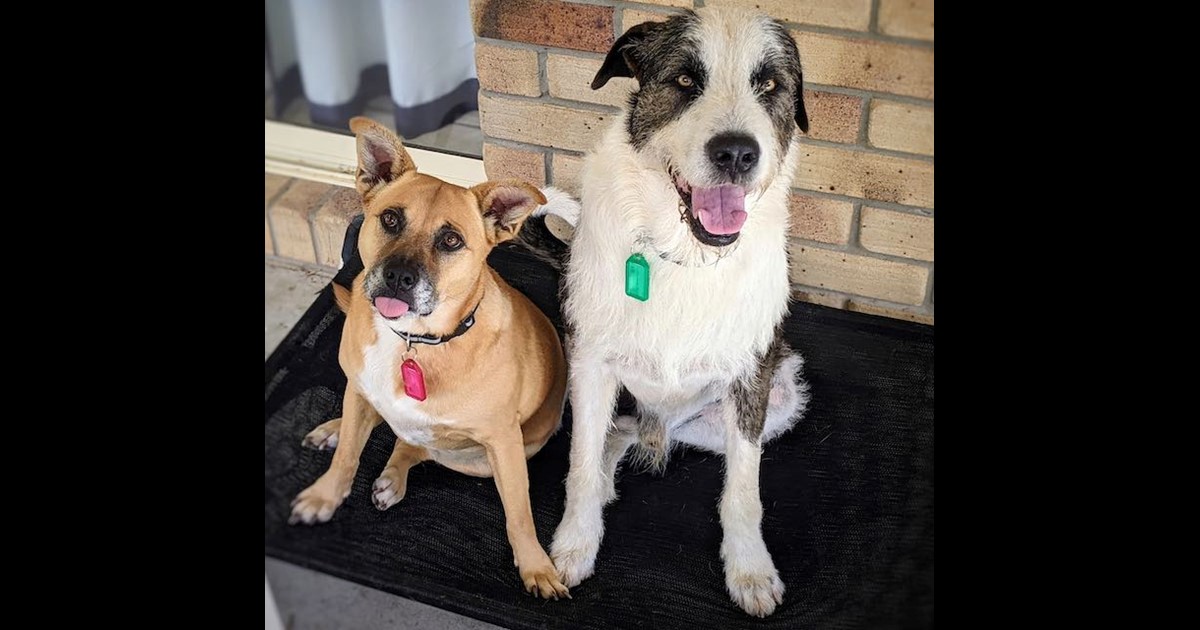 Adopt Luna from brisbane QLD AdoptADog