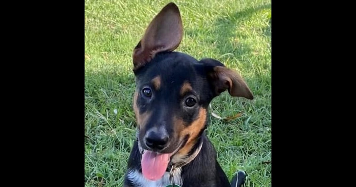 Adopt Aleta from Mackay QLD AdoptADog