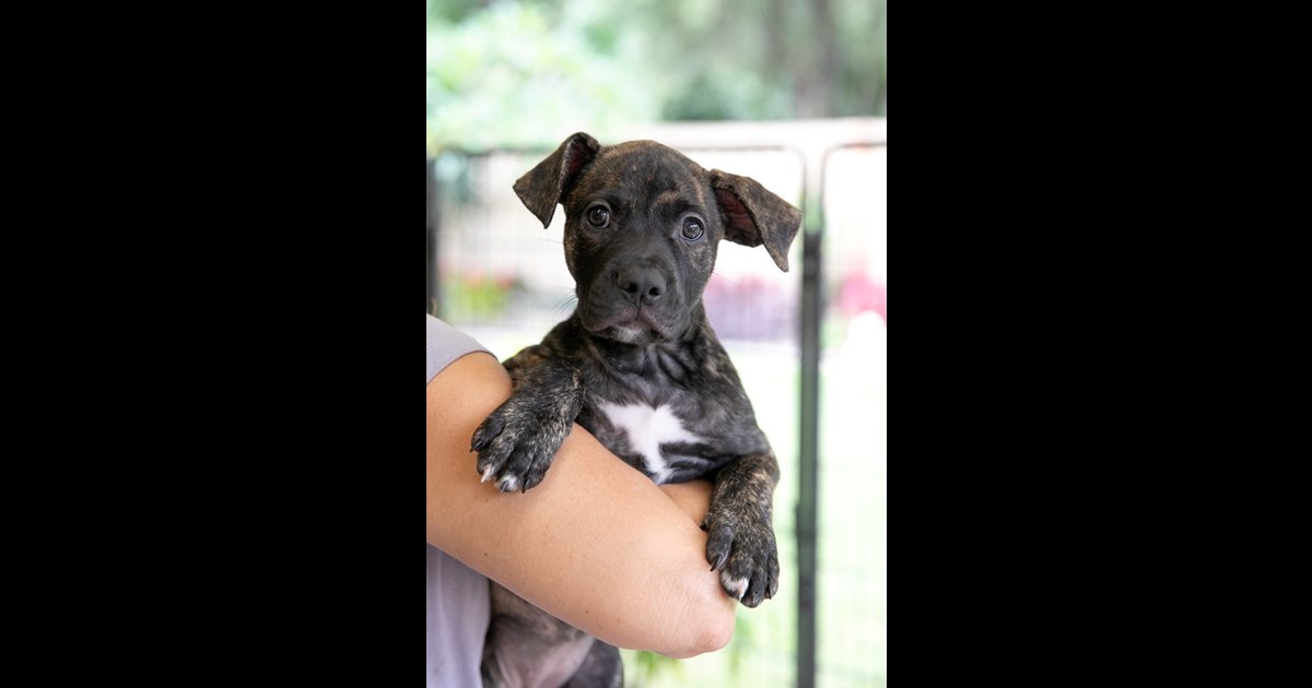 Adopt Loz from Mudgeeraba QLD AdoptADog