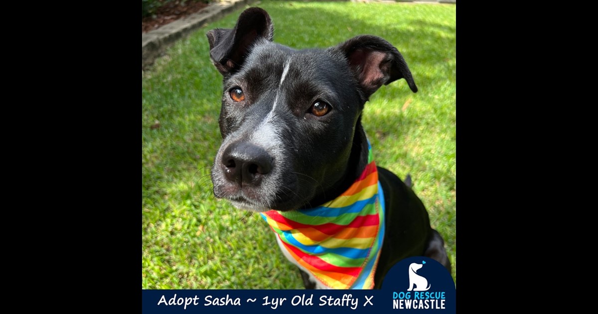 Adopt Sasha from Mayfield, NSW, 2304 NSW AdoptADog