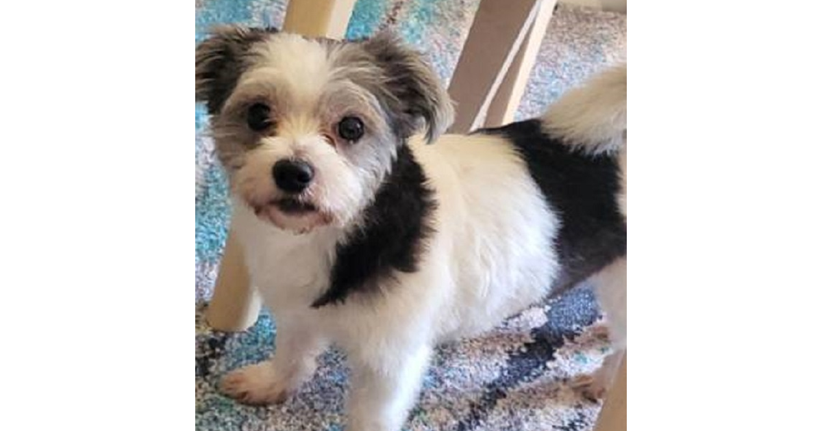 Adopt Puffy from Noble Park VIC AdoptADog