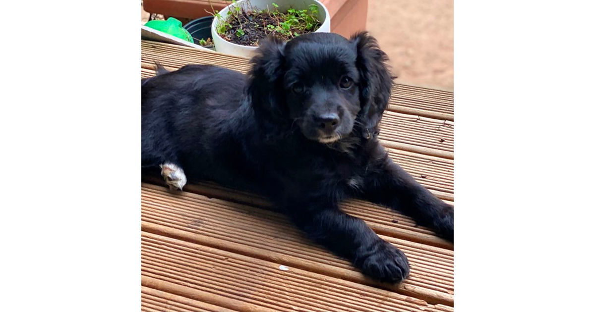 Adopt Tessa from Wagga Wagga NSW AdoptADog