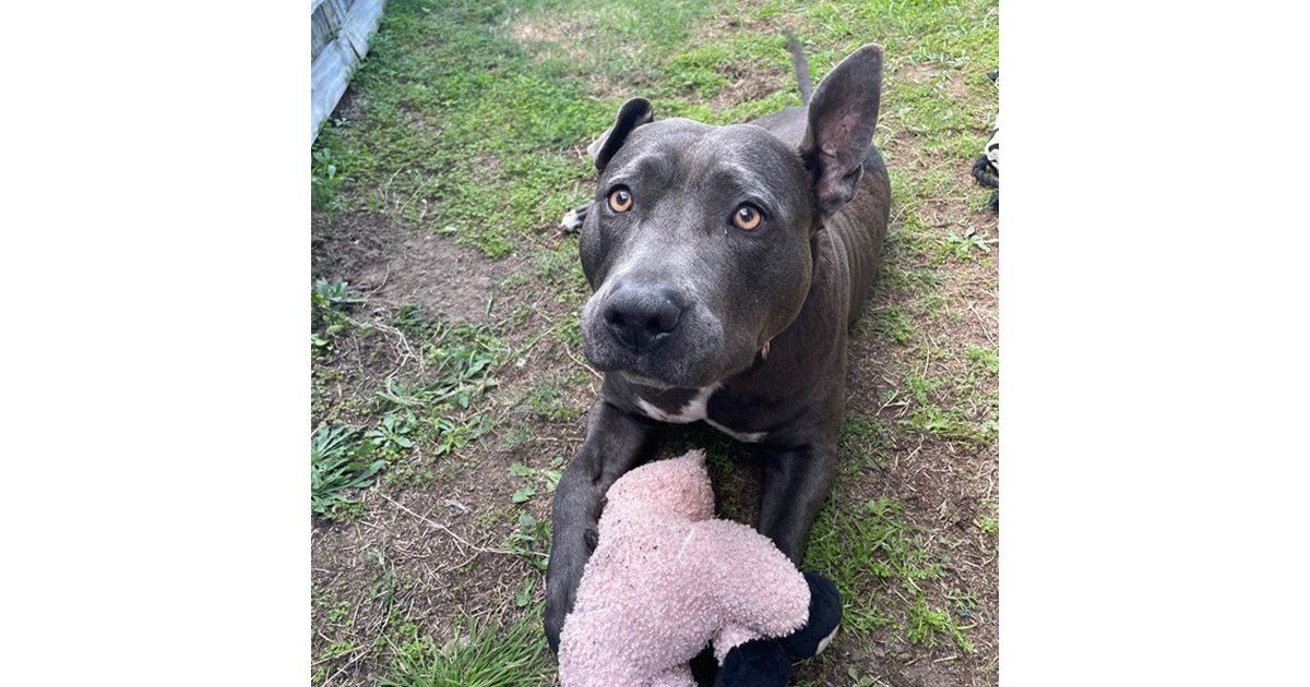 Adopt Molly *150 Adoption Fee* from Yarrabilba QLD AdoptADog