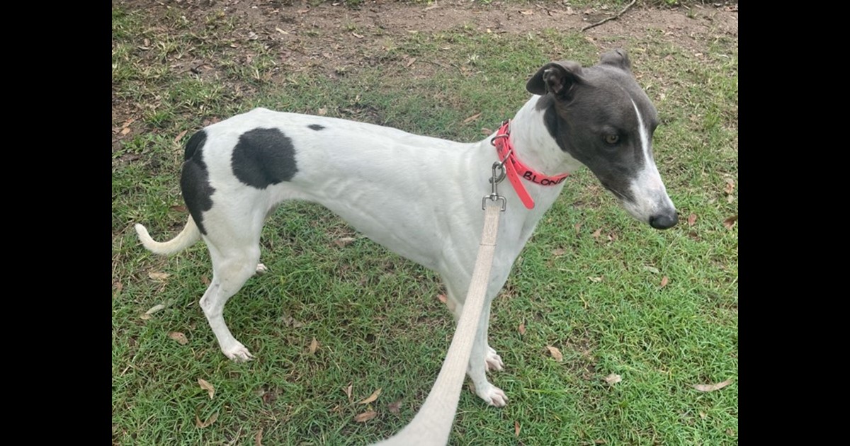 Adopt Blondie from Brisbane QLD AdoptADog