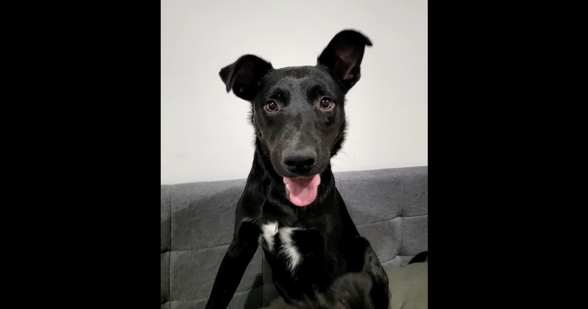 Adopt Whisper from Ipswich QLD | Adopt-A-Dog