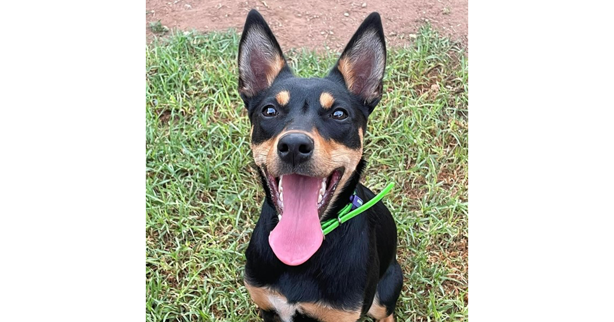 Adopt Ella from Wallaroo SA AdoptADog