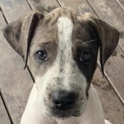 Adopt Charlie from Mackay QLD AdoptADog