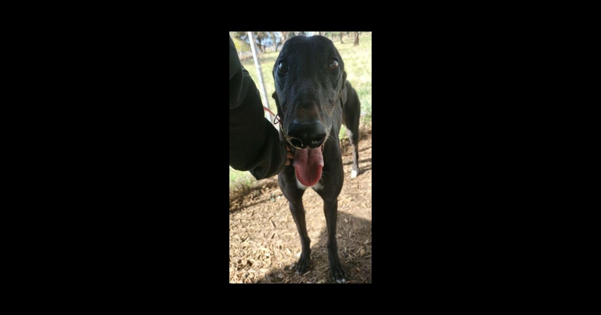 Adopt Lava from Sunbury VIC AdoptADog