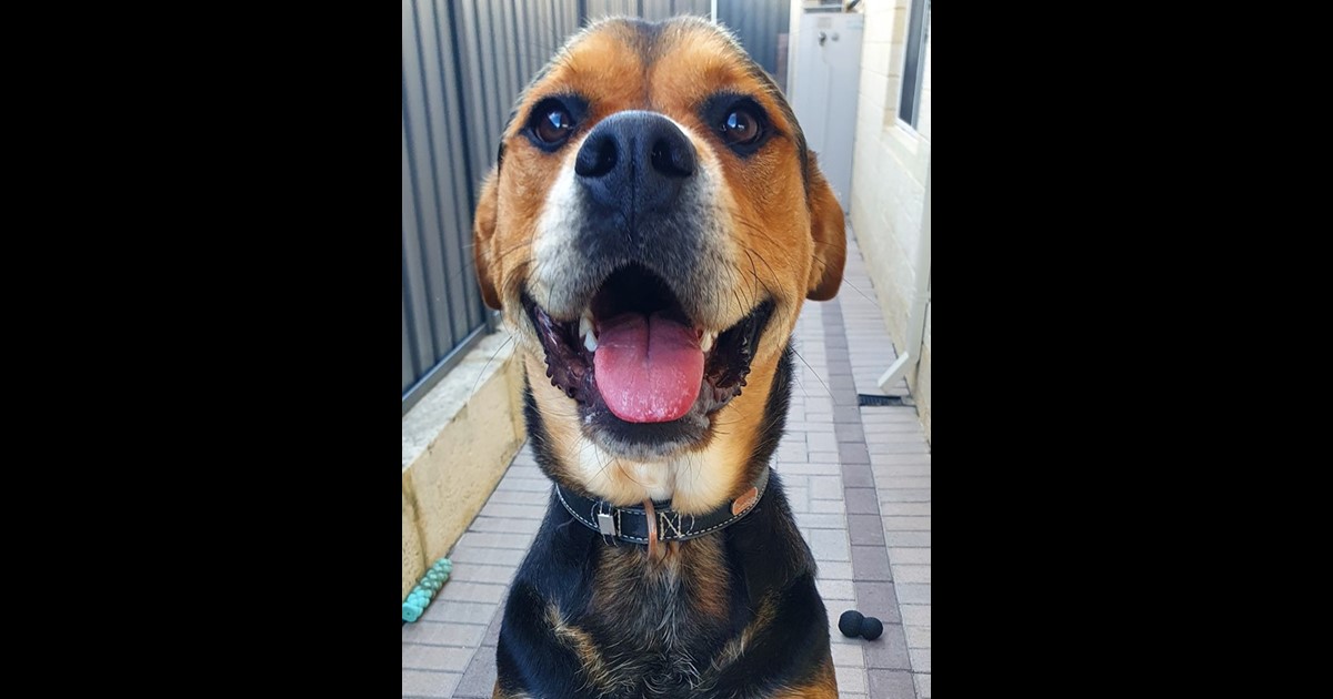 Adopt Cinder from Hamilton Hill WA AdoptADog