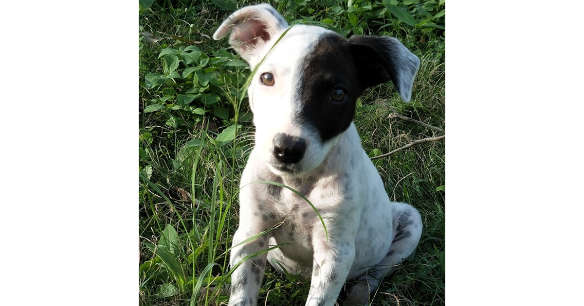 Adopt Willow from Petrie QLD AdoptADog