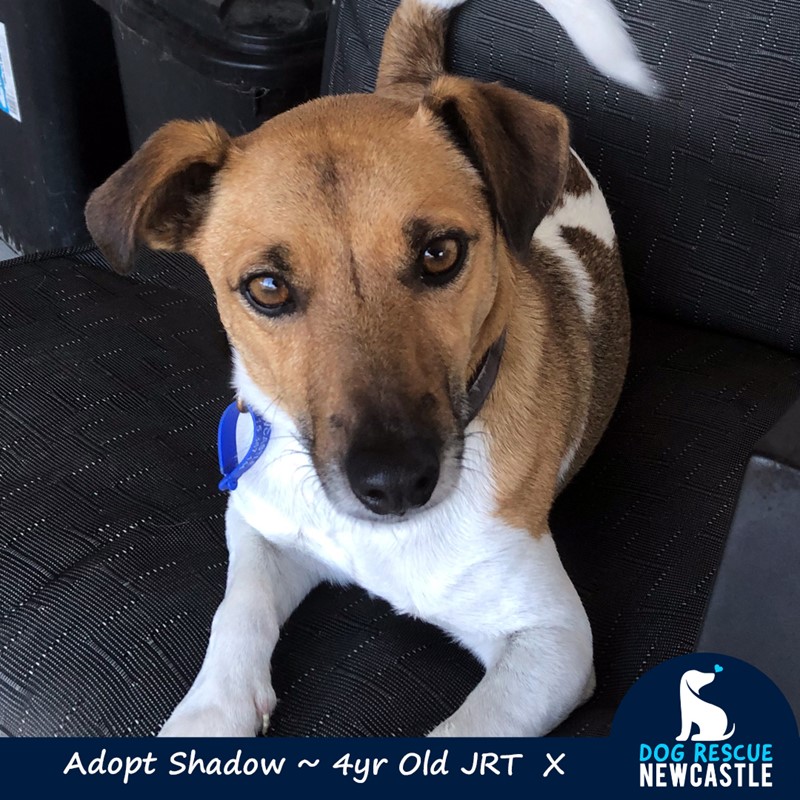 Adopt Shadow from Singleton, NSW, 2330 NSW | Adopt-A-Dog
