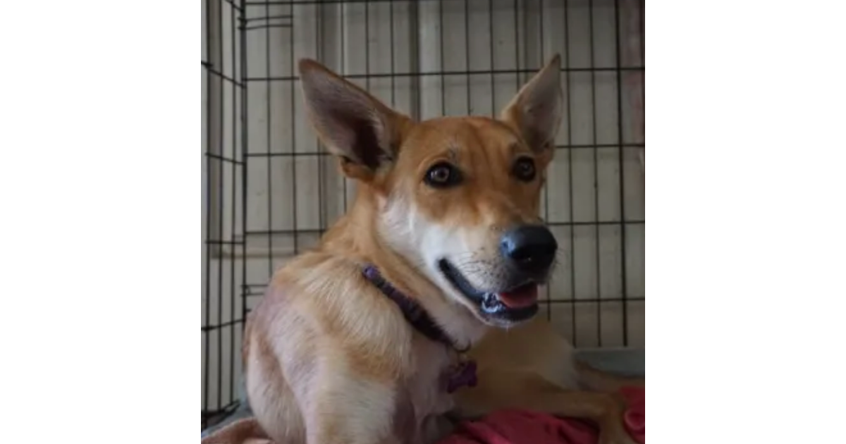 Adopt Sandy from Moonee Beach NSW AdoptADog