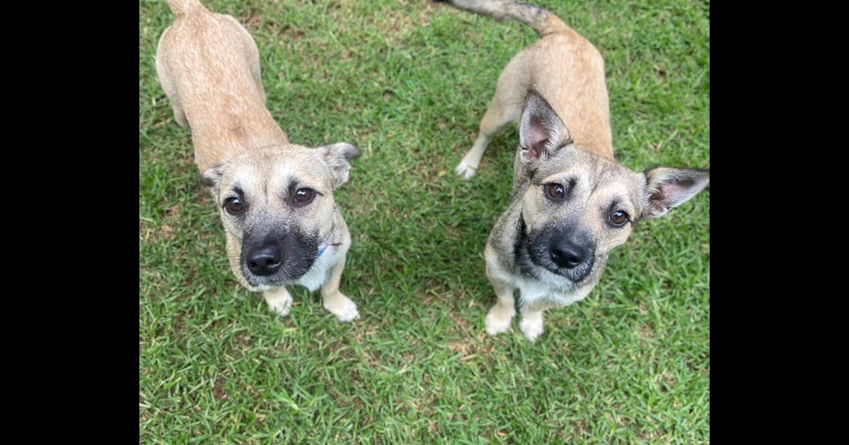 adopt-buttercup-from-toowoomba-qld-adopt-a-dog
