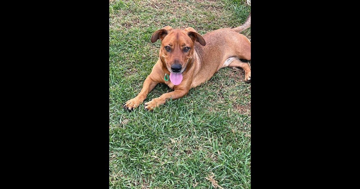 Adopt Daffy from Toowoomba QLD AdoptADog