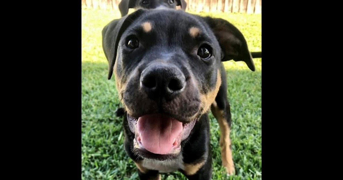 Adopt Rhea from Mackay QLD AdoptADog