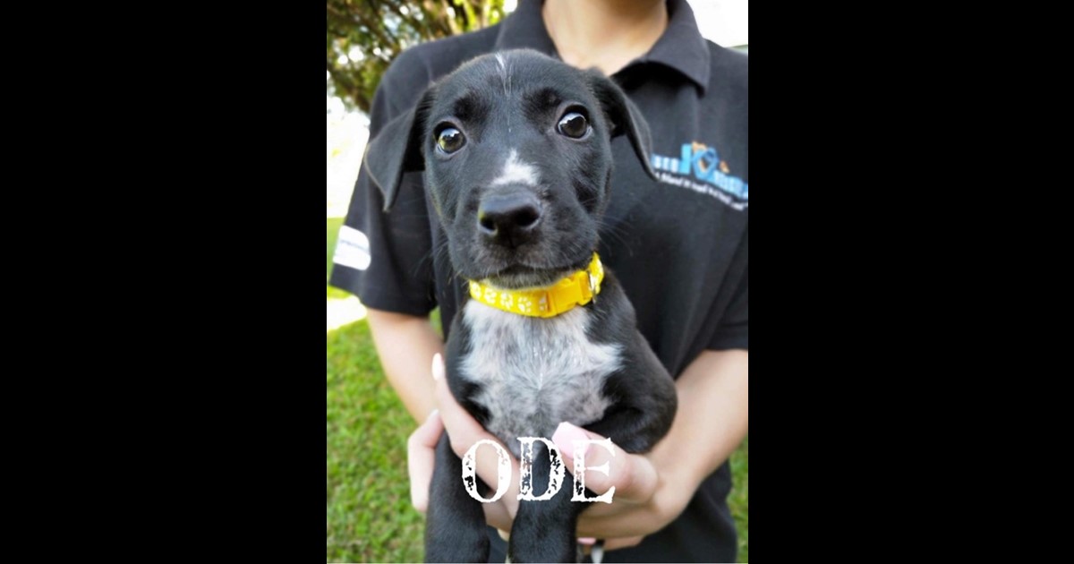 Adopt Ode from Brisbane QLD AdoptADog