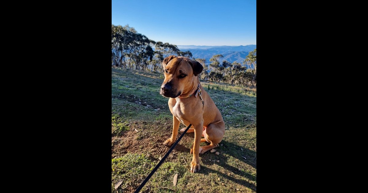 Adopt Charlotte from Eildon VIC AdoptADog