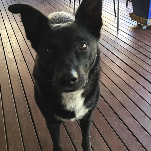 Adopt Jack from Yarrawonga Park NSW AdoptADog